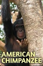 Американские шимпанзе: Шимпанзе в неволе