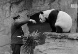 Сцена из фильма Приключения панды / Panda Andventure (2010) Приключения панды сцена 2