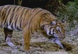 Сцена из фильма Сандокан против Леопарда из Саравака / Sandokan contro il leopardo di Sarawak (1964) 