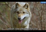 Сцена из фильма Путешествие волка / L'Odyssée du Loup (2019) Путешествие волка сцена 9