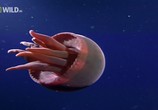 Сцена из фильма National Geographic: Нашествие медуз / Jellyfish invasion (2007) National Geographic: Нашествие медуз сцена 3
