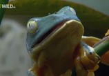 ТВ National Geographic: Лягушки на грани исчезновения / Frogs The Thin Green Line (2009) - cцена 6
