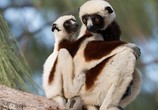 Сцена из фильма Остров лемуров: Мадагаскар / Island of Lemurs: Madagascar (2014) 