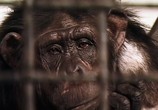 Сцена из фильма Американские шимпанзе: Шимпанзе в неволе / American chimpanzee: Chimps in captivity (2017) Американские шимпанзе: Шимпанзе в неволе сцена 4