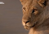ТВ Война за территорию: львы и бегемоты / Turf War. Lions And Hippos (2013) - cцена 2