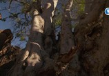 Сцена из фильма От корня до кроны: тайны деревьев / Rooted (2018) От корня до кроны: тайны деревьев сцена 21