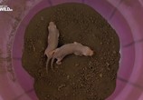 Сцена из фильма Голый землекоп: Самый странный супергерой в природе / Naked Molerat. Nature's Weirdest Superhero (2017) Голый землекоп: Самый странный супергерой в природе сцена 2