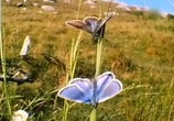 Сцена из фильма BBC: Наедине с природой: Бабочка красавица или чудовище / BBC: The Butterfly beauty or the beast? (2004) BBC: Наедине с природой: Бабочка красавица или чудовище сцена 10