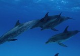 ТВ Дельфины и киты / Dolphins and Whales 3D: Tribes of the Ocean (2008) - cцена 1