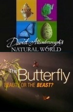 BBC: Наедине с природой: Бабочка красавица или чудовище