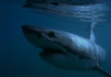 Сцена из фильма BBC: Большая белая акула / BBC: Great White Shark (1995) BBC: Большая белая акула сцена 3