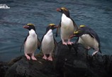 Сцена из фильма Пингвинопалуза / Penguin palooza (2017) Пингвинопалуза сцена 4