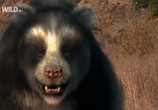 Сцена из фильма National Geographic: Доисторические хищники. Короткомордый медведь / Prehistoric Predators: Short-Faced Bear (2009) National Geographic: Доисторические хищники. Короткомордый медведь сцена 5