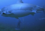 Сцена из фильма В поисках больших акул / Search for the Great Sharks (1995) В поисках больших акул сцена 5