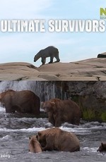 Как выживают медведи
