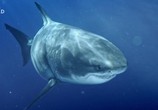 Сцена из фильма Самая большая в мире белая акула / World's Bigget Great White? (2019) Самая большая в мире белая акула сцена 4
