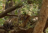 Сцена из фильма Каждый тигр на счету / Counting Tigers (2019) Каждый тигр на счету сцена 1