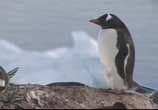 Сцена из фильма HDScape: Антарктика - Дикая жизнь на льду / Antarctica Dreaming - Wild Life On Ice (2006) Антарктика - Дикая жизнь на льду сцена 1