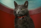 Сцена из фильма Кошки против собак: Месть Китти Галор / Cats & Dogs: The Revenge of Kitty Galore (2010) 