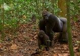 Сцена из фильма Тайна горилл / Mystery Gorilla (2009) Тайна горилл сцена 8