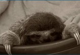 Сцена из фильма Знакомство с ленивцами / Meet the Sloths (2013) Знакомство с ленивцами сцена 2
