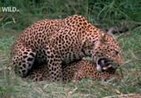 Сцена из фильма National Geographic: Королева леопардов / Leopard Queen (2010) Королева леопардов сцена 2