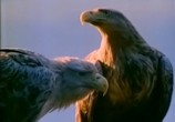 Сцена из фильма BBC: Наедине с природой: Империя Орлана / The Eagle Empire (2004) BBC: Наедине с природой: Империя Орлана сцена 15