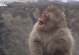 Сцена из фильма Дикая Япония. Снежные обезьяны / Wild Japan. Snow monkeys (2014) Дикая Япония. Снежные обезьяны сцена 2