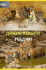 Дикие кошки Индии