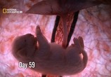 Сцена из фильма National Geographic: Жизнь до рождения: Собаки / In The Womb Dogs (2009) National Geographic: Жизнь до рождения: Собаки сцена 24