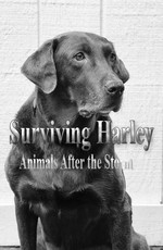 Спасение животных: ураган Харви