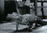 Сцена из фильма Катя и крокодил / Káta a krokodýl (1966) Катя и крокодил сцена 18