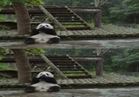 Сцена из фильма Панды: Путешествие домой / Pandas: The Journey Home (2014) Панды: Путешествие домой сцена 8
