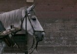Фильм Самый красивый конь (1977) - cцена 2