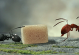 Сцена из фильма Букашки. Приключение в Долине муравьев / Minuscule - La vallée des fourmis perdues (2014) 