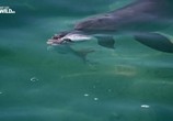 Сцена из фильма Династия дельфинов / Dolphin Dynasty (2016) Династия дельфинов сцена 6