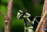 ТВ Насекомое с другой планеты. Богомол / Insect from another planet. Mantis (2012) - cцена 6