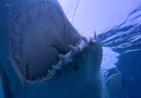 Сцена из фильма Акулы 2 / Shark Attack 2 (2001) Акулы 2 сцена 5