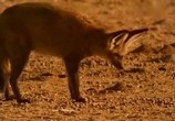 Сцена из фильма BBC: Наедине с природой: Большеyхая лисица / BBC: Bat eared fox (2004) BBC: Наедине с природой: Большеyхая лисица сцена 6