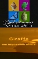 BBC: Наедине с природой: Жирафы