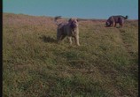 Сцена из фильма Собаки от А до Я: Немецкая овчарка / Dogs from A to Z: German shepherd dog (1996) Собаки от А до Я: Немецкая овчарка сцена 4