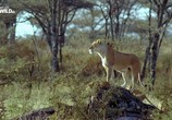 ТВ Выживание в Серенгети / Surviving the Serengeti (2015) - cцена 1