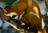 Сцена из фильма Обезьяны - Удивительное семейство животных / Monkeys – An Amazing Animal Family (2016) Обезьяны - Удивительное семейство животных сцена 17