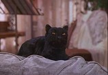 Сериал Сабрина - маленькая ведьмочка / Sabrina, the Teenage Witch (1996) - cцена 5