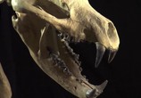 ТВ National Geographic: Доисторические хищники. Челюсти, как бритва / Prehistoric Predators. Razor Jaws (2009) - cцена 4