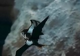 Сцена из фильма BBC: Наедине с природой: Дурное поведение птиц / Birds behaving Badly (2004) BBC: Наедине с природой: Дурное поведение птиц сцена 4