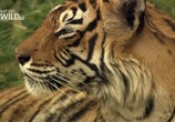 Сцена из фильма National Geographic : Королева тигров / Tiger Queen (2010) National Geographic : Королева тигров сцена 1