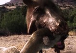 ТВ National Geographic: Доисторические хищники. Адский кабан / Prehistoric Predators. Killer Pig (2008) - cцена 2