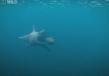 Сцена из фильма National Geographic: Суперхищники : Большая белая акула / I,Predator : Great white shark (2010) Суперхищники : Большая белая акула сцена 1