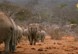 Сцена из фильма ВВС: Знакомство со слонами / Elephant Family and Me (2016) ВВС: Знакомство со слонами сцена 8